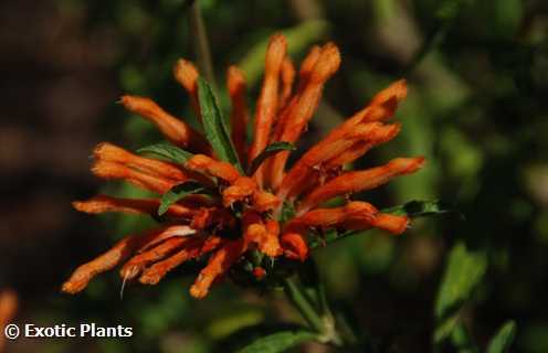 Leonotis leonurus, orelha leão, leão, rabo, selvagem, dagga, sementes