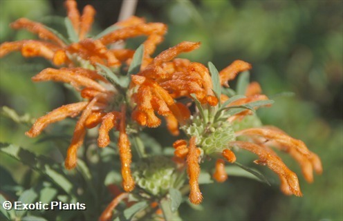 Leonotis leonurus, orelha leão, leão, rabo, selvagem, dagga, sementes