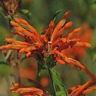 Leonotis leonurus coda del leone semi