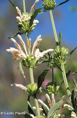 Leonotis leonurus branco orelha de leão, cauda de leão, sementes de dagga selvagem