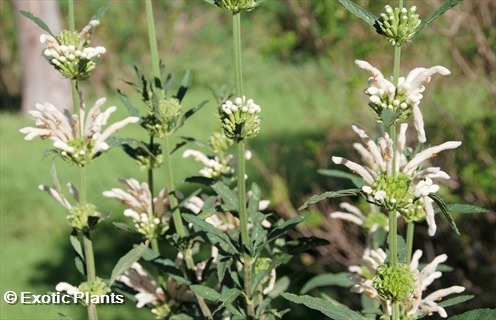 Leonotis leonurus branco orelha de leão, cauda de leão, sementes de dagga selvagem