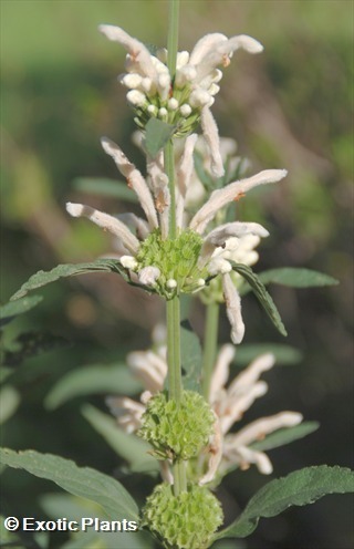 Leonotis leonurus branco orelha de leão, cauda de leão, sementes de dagga selvagem