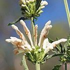 Leonotis leonurus white ﻿Львинный хвост, Дикая дага (белая) cемян