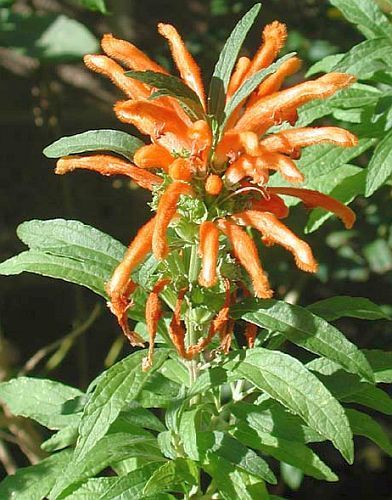 Leonotis nepetifolia var nepetifolia Lion Ear, Lion Tail, wild dagga seeds