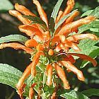 Leonotis nepetifolia var nepetifolia coda del leone semi