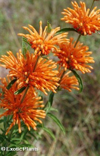 Leonotis ocymifolia Lion Ear, Lion Tail, wild dagga seeds