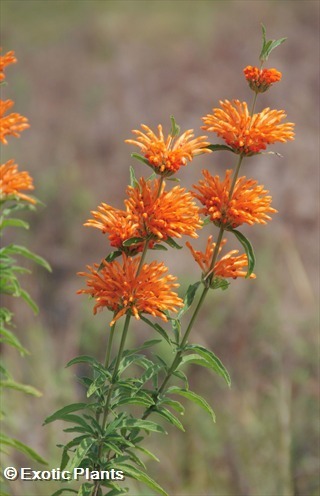 Leonotis ocymifolia Leão Ear, Lion Tail, sementes de dagga selvagem