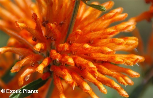 Leonotis ocymifolia Leão Ear, Lion Tail, sementes de dagga selvagem