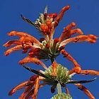 Leonotis ocymifolia Oreja de le?n semillas