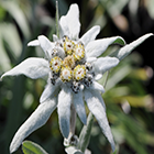 Leontopodium alpinum Edelweiss  semillas