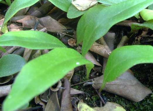 Lepidogrammitis rostrata fern seeds