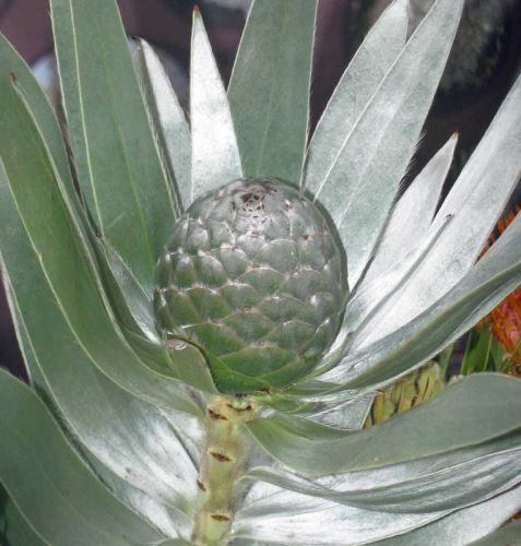 Leucadendron argenteum Silver Tree seeds