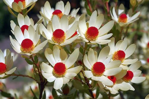 Leucadendron discolor flametip seeds