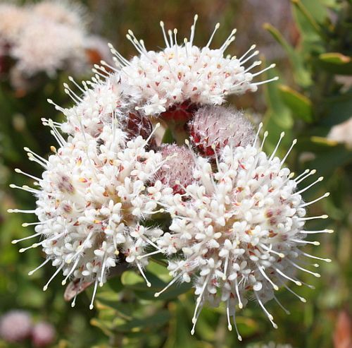 Leucospermum bolusii Gordons Bay pincushion seeds