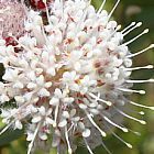 Leucospermum bolusii ﻿Леукоспермум болусии

 cемян