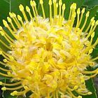 Leucospermum conocarpodendron Proteaceae semi