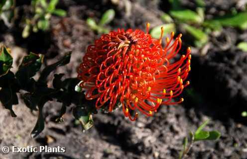 Leucospermum cordifolium Leucospermum seeds