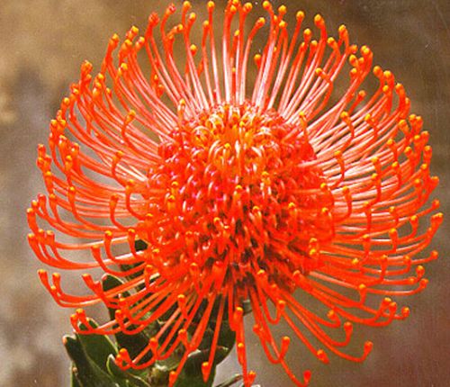 Leucospermum cordifolium orange Leucospermum seeds