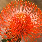 Leucospermum cordifolium orange  semi