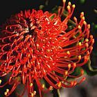 Leucospermum cordifolium Proteaceae semi