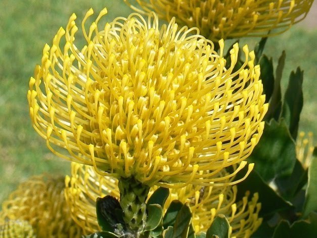 Leucospermum cuneiforme Wart-stemmed Pincushion seeds