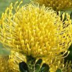 Leucospermum cuneiforme Pelote d epingle, Leucosperme graines