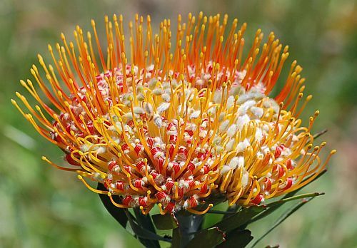 Leucospermum erubescens pincushion seeds