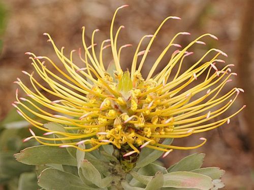 Leucospermum formosum silver-leaf wheel-pincushion seeds