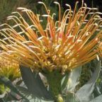 Leucospermum formosum Proteaceae semi