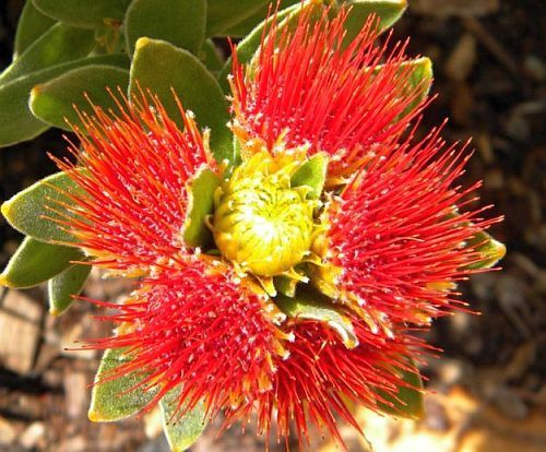 Leucospermum oleifolium Overberg pincushion seeds