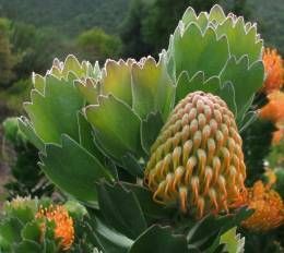 Leucospermum patersonii Silver-edge pincushion seeds