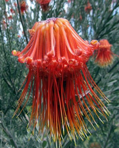 Leucospermum reflexum red rocket pincushion seeds