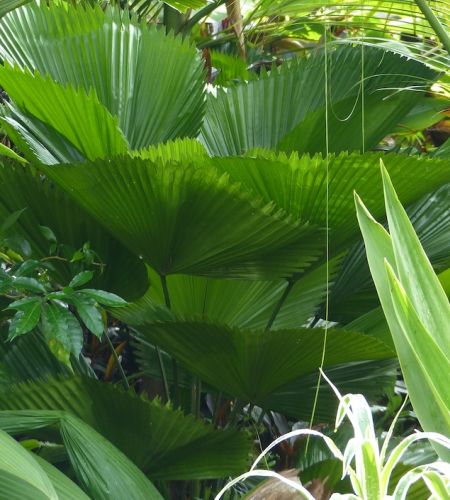 Licuala grandis Licuala palm seeds