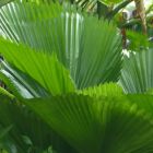 Licuala grandis