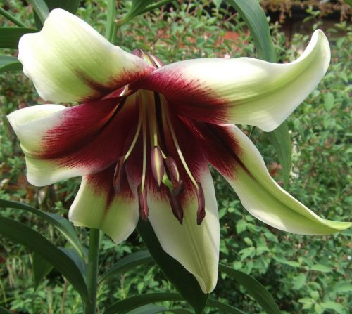 Lilium nepalense Nepal Lily seeds