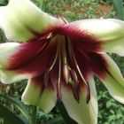 Lilium nepalense Nepal Lilie Samen