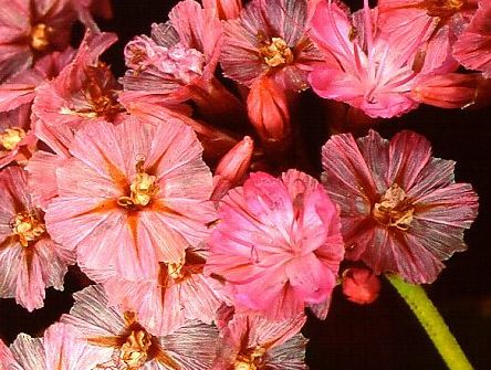 Limonium perigrinum Sea lavender seeds