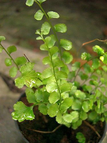 Lindsaea orbiculata fern seeds