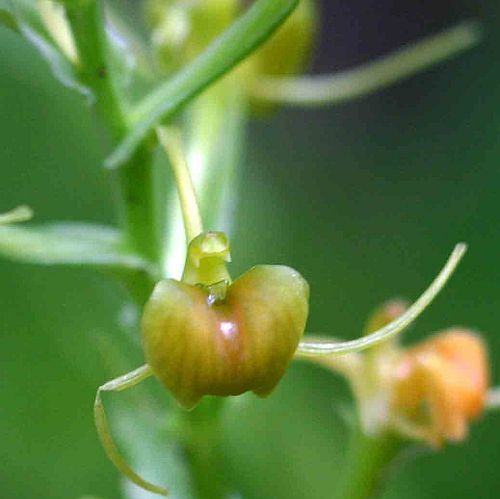 Liparis bowkeri orchids seeds