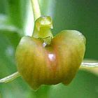 Liparis bowkeri orchidea semi