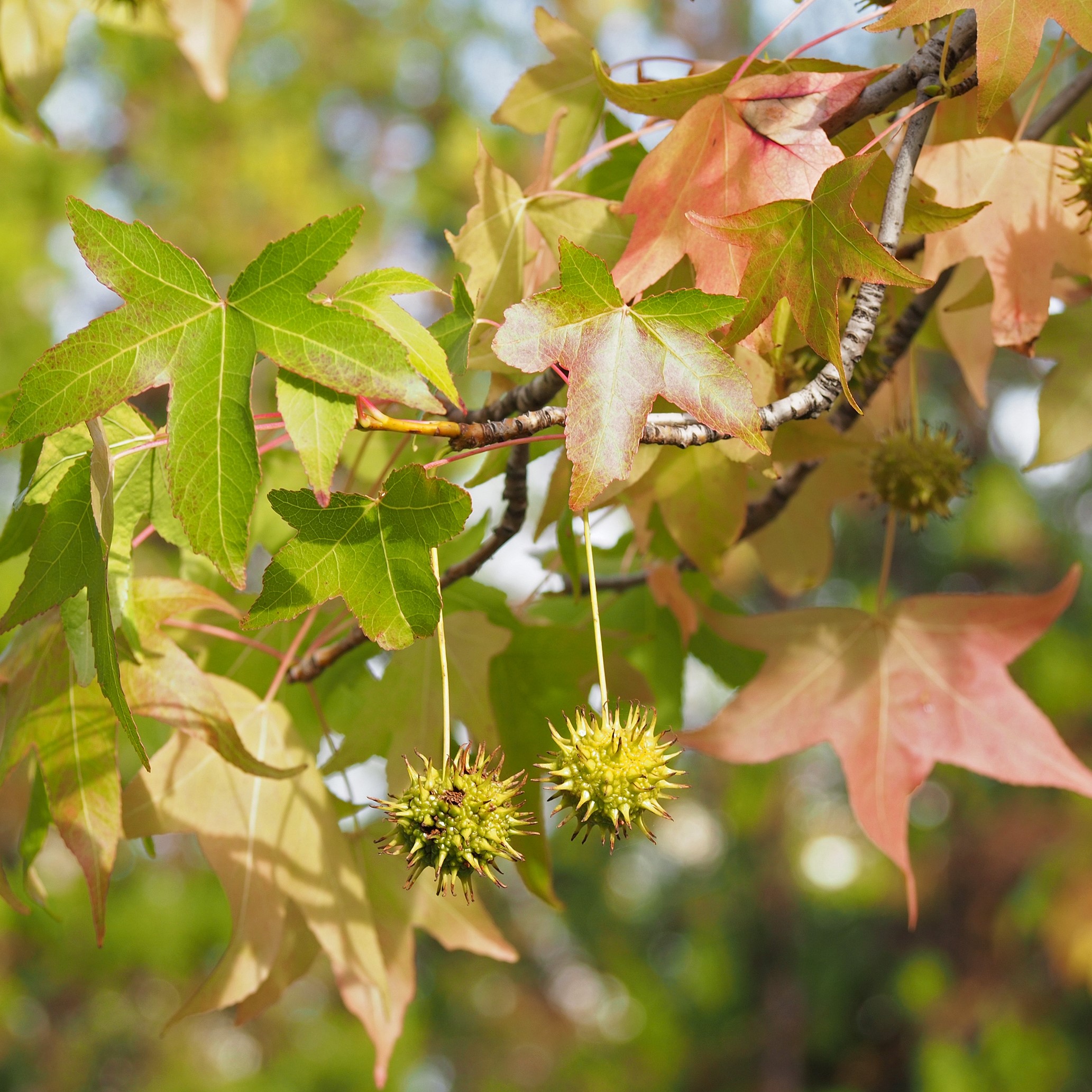 Liquidambar styriciflua