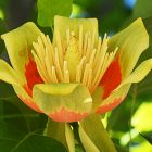 Liriodendron tulipifera Tulpenbaum Samen