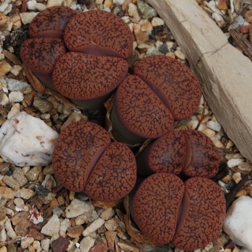 Lithops aucampiae koelemanii Lithops Samen