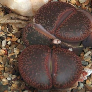 Lithops aucampiae Lithops graines