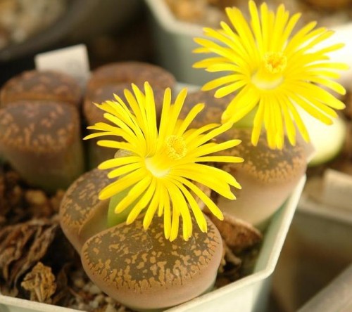 Lithops aucampiae v. aucampiae Kuruman living stone seeds