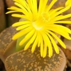 Lithops aucampiae v. aucampiae Kuruman lebender Stein Samen