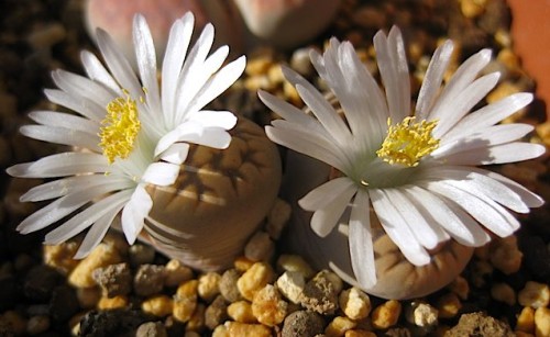 Lithops bella living stone seeds