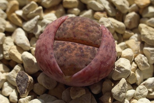 Lithops bromfieldii v. bromfieldii living stone seeds