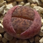 Lithops bromfieldii v. bromfieldii  cемян