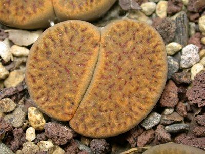 Lithops bromfieldii v. glaudinae living stone - mesembs - C116 seeds
